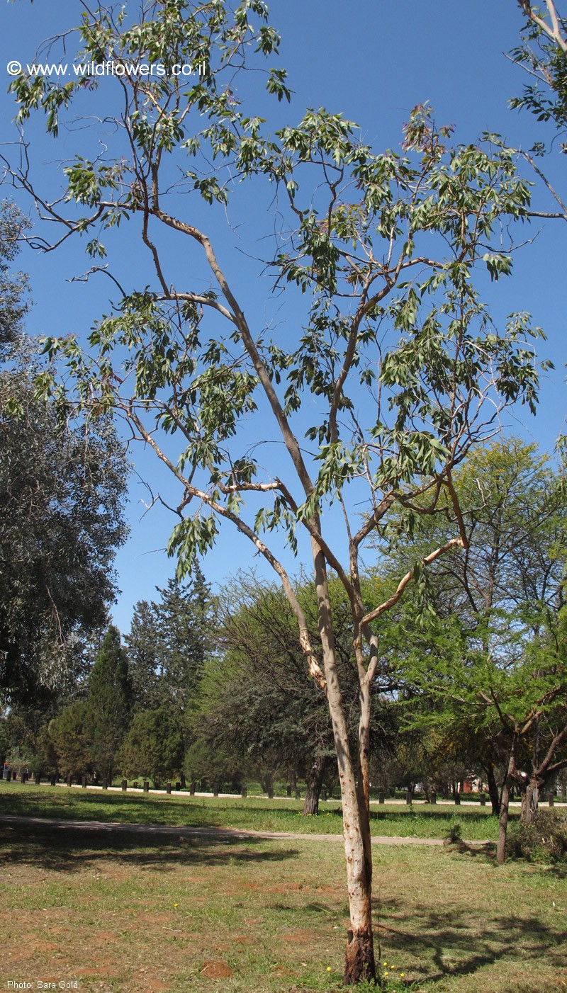 Corymbia papuana